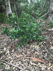 Allophylus natalensis