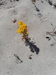 Oncosiphon suffruticosus