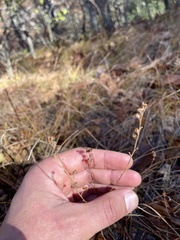 Crocanthemum bicknellii
