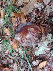 Paxillus rubicundulus