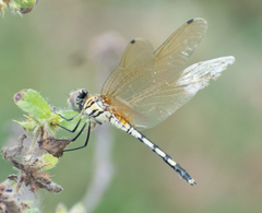 Trithemis pallidinervis