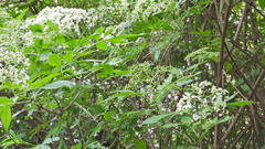 Sambucus australis