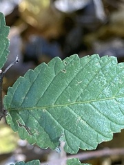 Ulmus pumila
