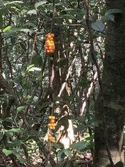 Duranta erecta