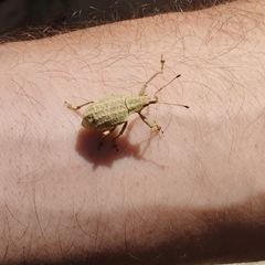 Entiminae