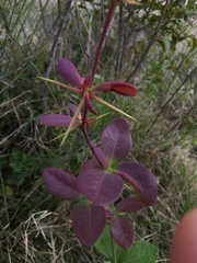 Berberis laurina