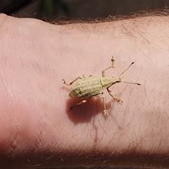 Entiminae