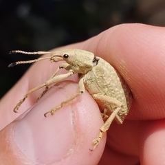 Entiminae