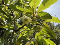 Schisandra grandiflora