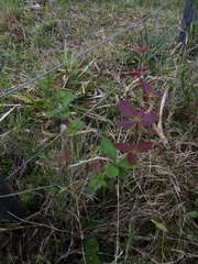 Berberis laurina