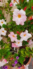 Mandevilla sanderi
