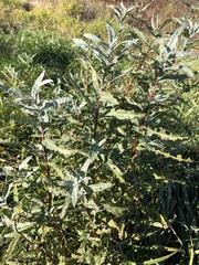 Salix candida