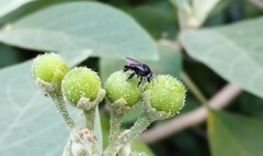 Solanum erianthum