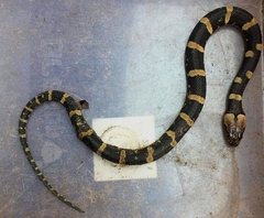 Homalopsis semizonata