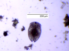 Chydoridae