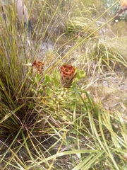 Protea speciosa