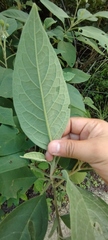 Solanum erianthum