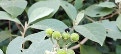 Solanum erianthum