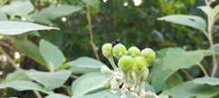Solanum erianthum
