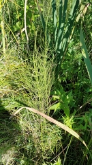 Equisetum fluviatile