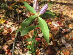 Gentiana saponaria