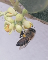 Apis mellifera capensis