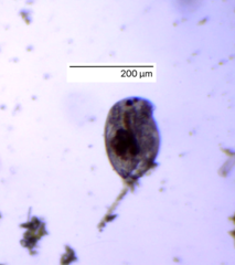 Chydoridae