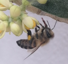 Apis mellifera capensis