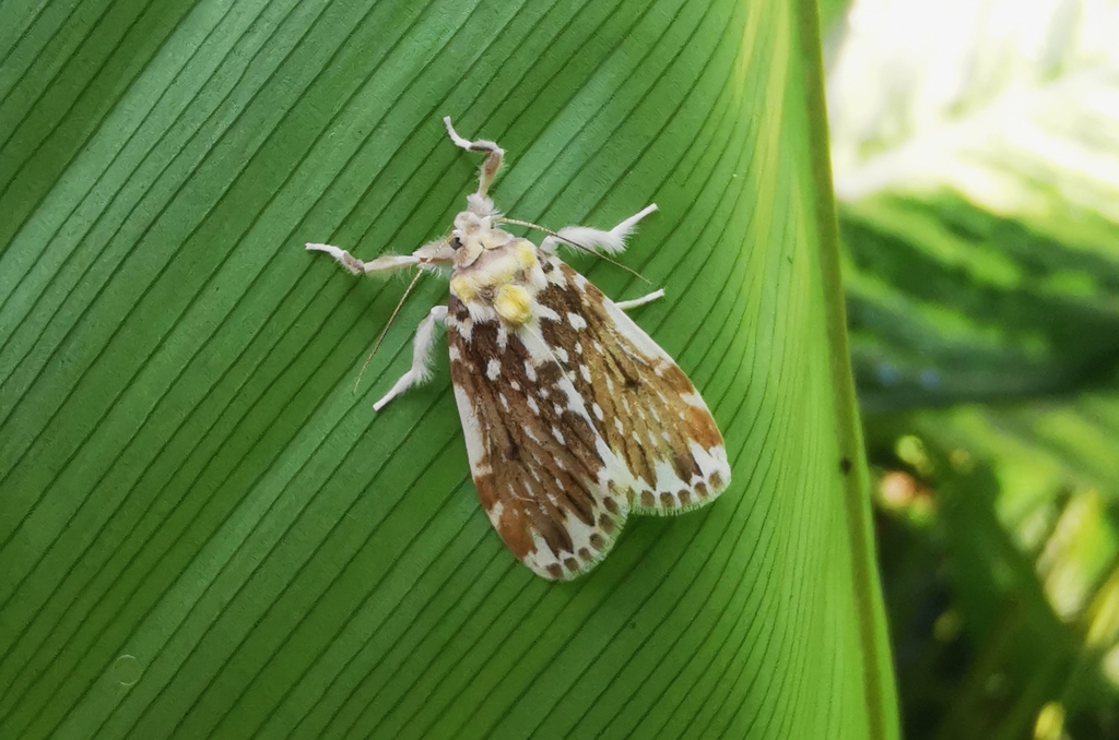 Pseudoadites