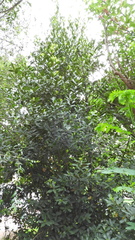 Laurus nobilis