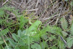 Hyla arborea