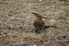 Upupa epops africana