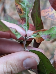 Quercus incana