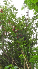 Erythrina crista-galli