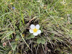 Fragaria nubicola