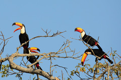 Ramphastos toco