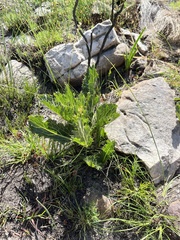 Lichtensteinia