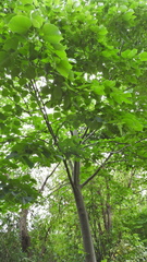 Sambucus canadensis