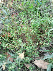 Polygonum aviculare