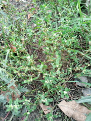 Polygonum aviculare