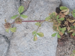 Trifolium glomeratum