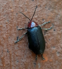 Cacoscelis nigripennis