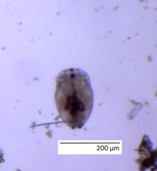 Chydoridae