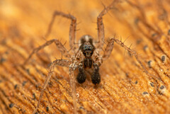 Pardosa crassipalpis