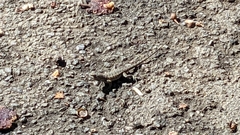 Sceloporus occidentalis