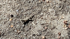 Sceloporus occidentalis