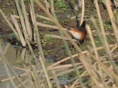 Laterallus melanophaius