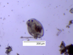 Chydoridae