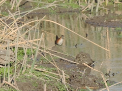 Laterallus melanophaius