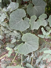 Cucurbitales
